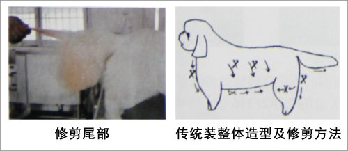 北京犬(京巴犬)美容造型修剪