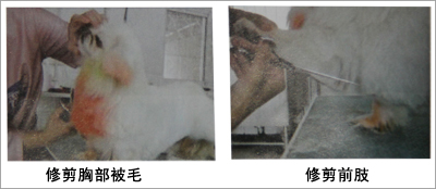 北京犬(京巴犬)美容造型修剪