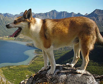 挪威倫德獵犬