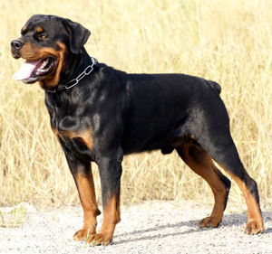 羅威納犬