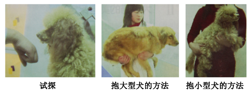 正確的抱犬