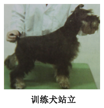 固定犬只