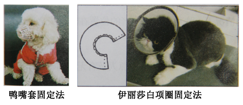 保護(hù)固定犬只