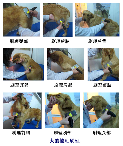 犬只被毛刷理