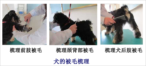 毛發梳理
