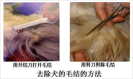 去除犬毛結的方法