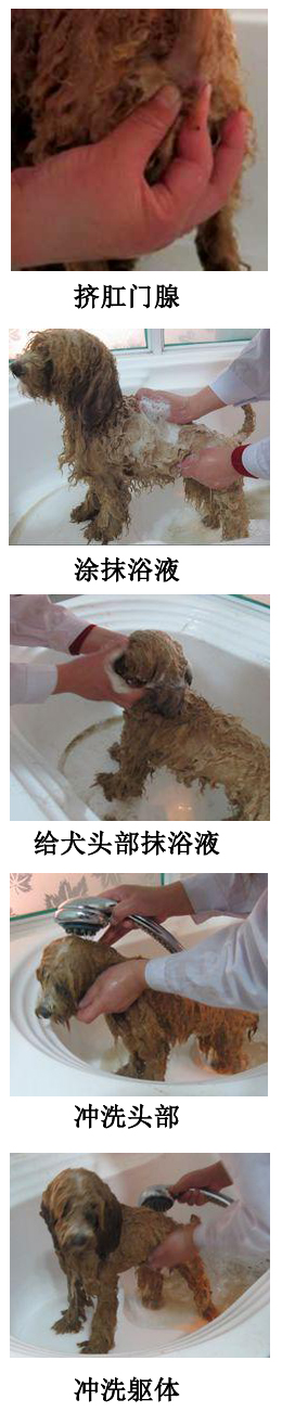 寵物狗洗澡流程