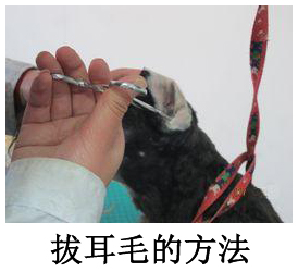 拔耳毛