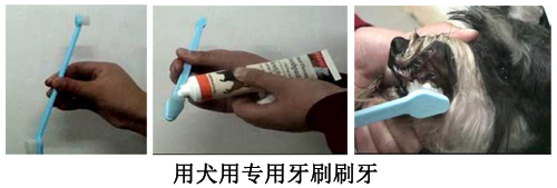 給狗狗刷牙