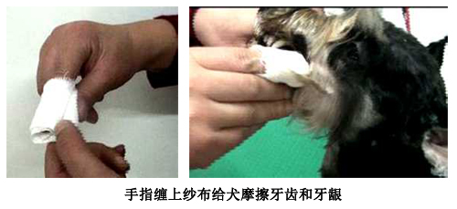 用手指摩擦狗狗牙齒