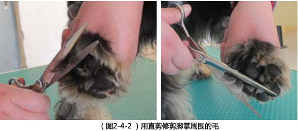 直剪修剪腳掌圖