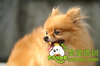 博美犬
