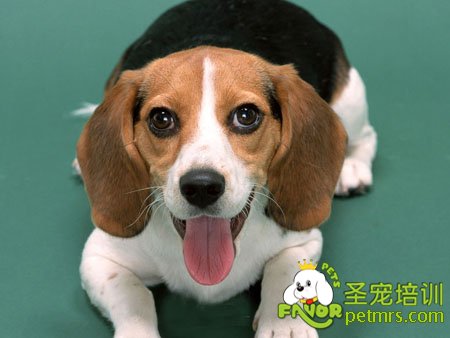 可愛狗狗
