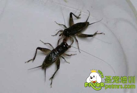 蟋蟀爭(zhēng)打