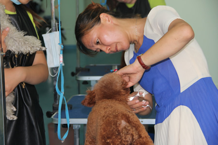 金老師指導學員泰迪犬修剪手法