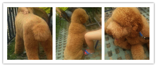 修剪完的巨型貴賓犬