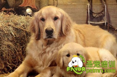 金毛犬