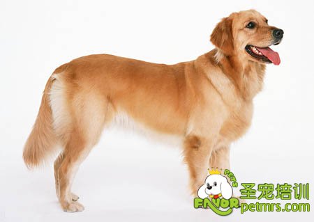 金毛犬