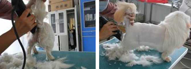 為北京犬修剪獅子裝造型