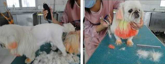 為北京犬修剪獅子裝造型