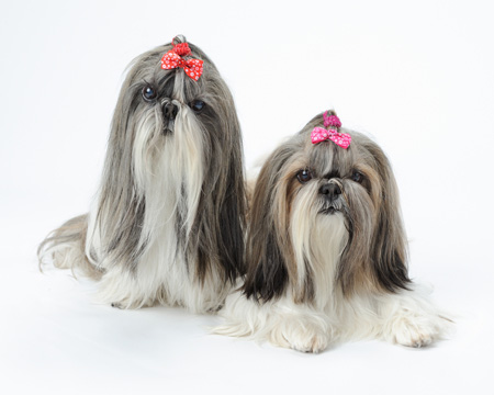 西施犬