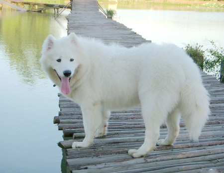 薩摩耶犬
