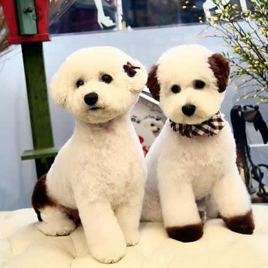 比熊犬美容圖片
