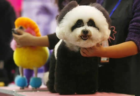 比熊犬美容圖片