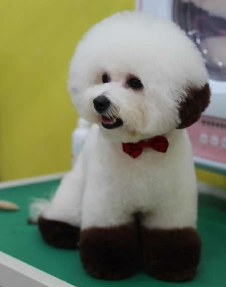 比熊犬美容圖片