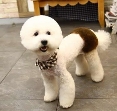 比熊犬美容圖片