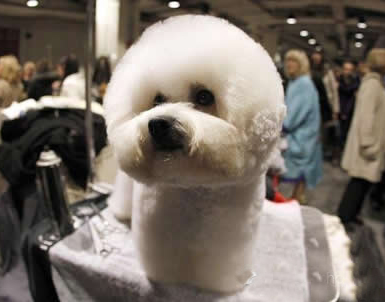 比熊犬美容圖片