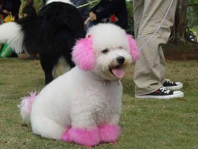 比熊犬美容圖片
