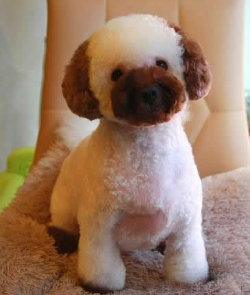 比熊犬美容圖片