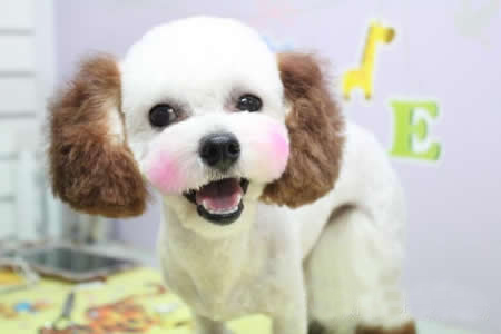 比熊犬美容圖片