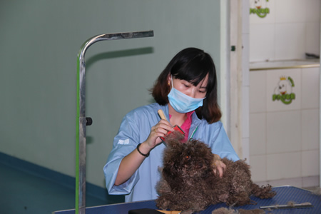 圣寵寵物學員梳毛課堂
