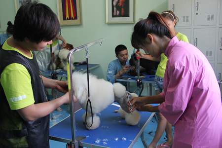 老師指導學員貴賓犬歐洲大陸裝修剪方法