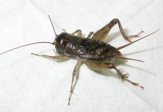 打斗蟋蟀