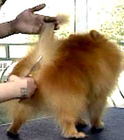 博美犬修剪