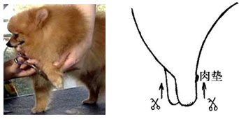 博美犬修剪