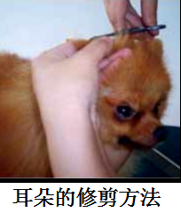 博美犬修剪