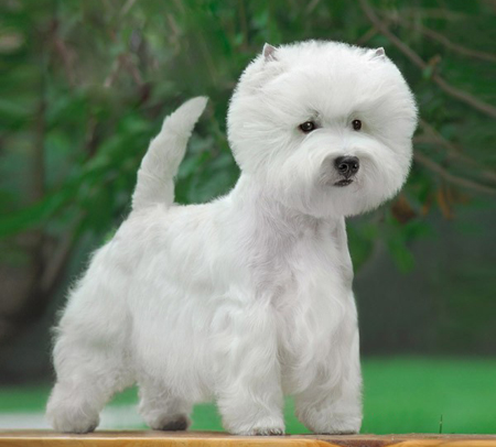 犬髕骨脫位