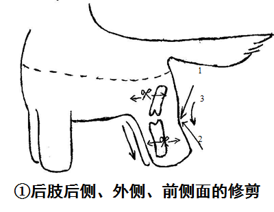 西施犬修剪
