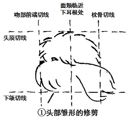 西施犬修剪