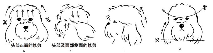 西施犬修剪