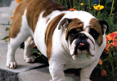 英國(guó)斗牛犬