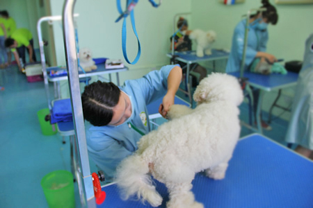 圣寵學員比熊犬修剪實操