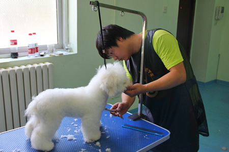 圣寵學員比熊犬實操課