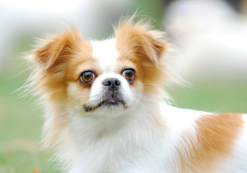 蝴蝶犬