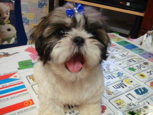 西施犬