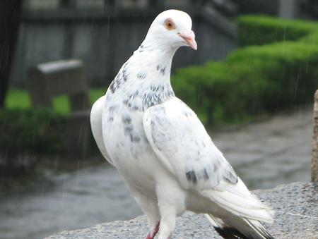 可愛(ài)狗狗